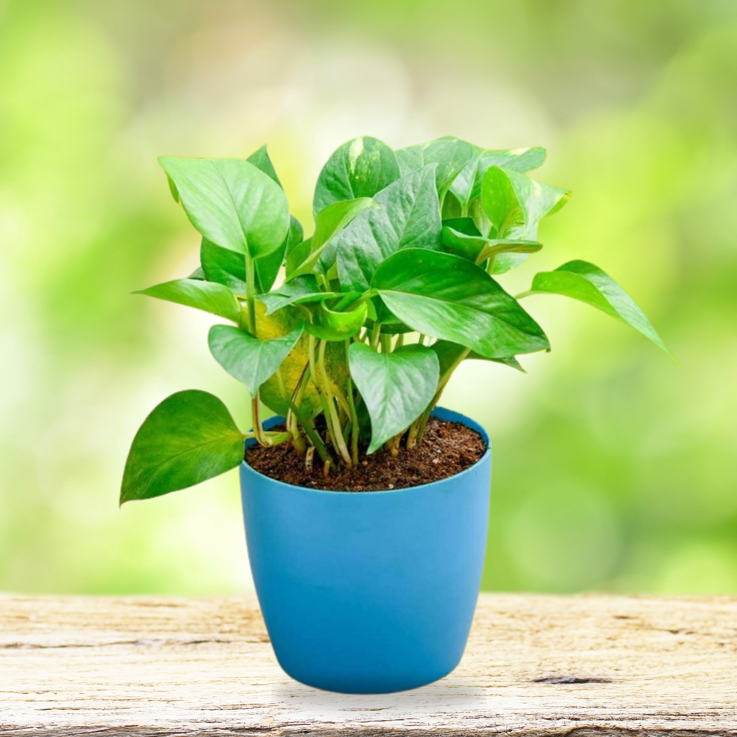 Money Plant