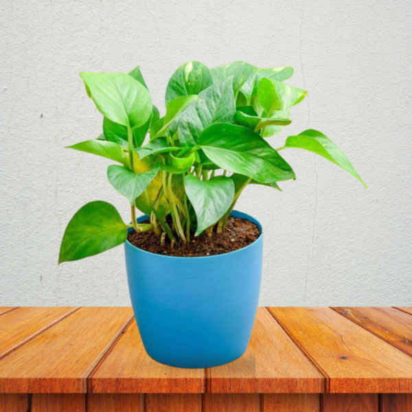 Money Plant