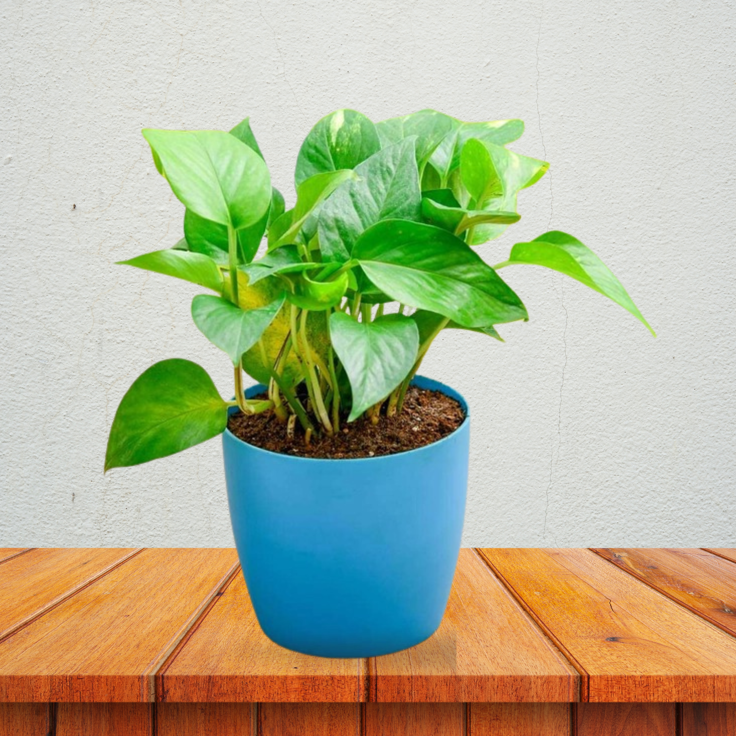 Money Plant