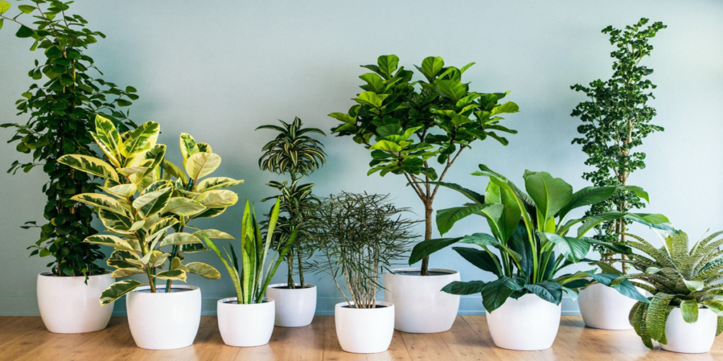 vaastu plants