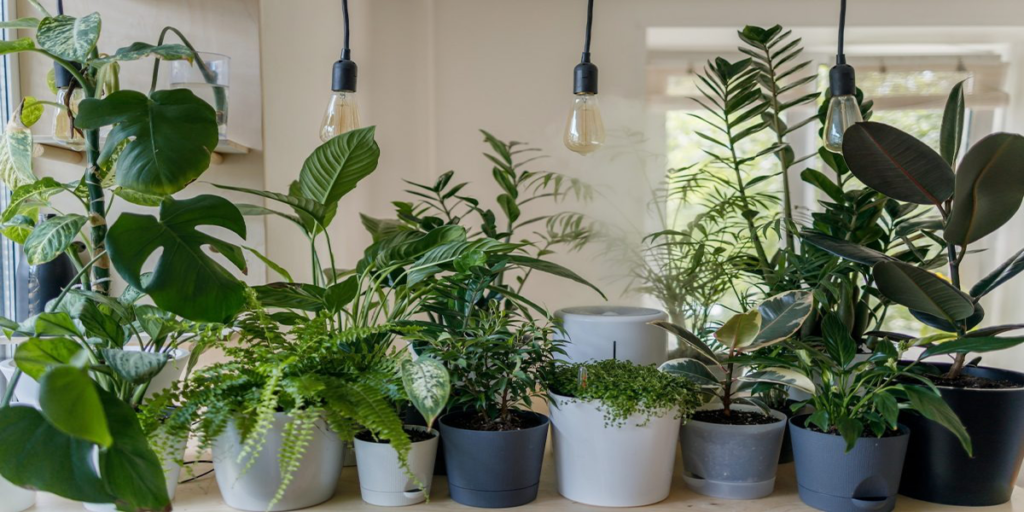 vaastu plants