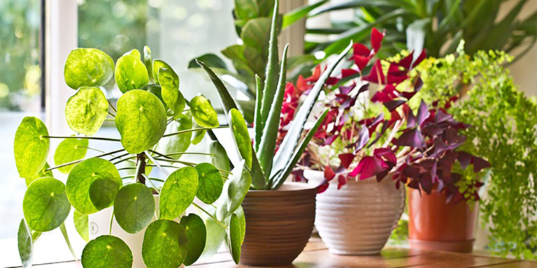 Top 5 Vaastu Plants