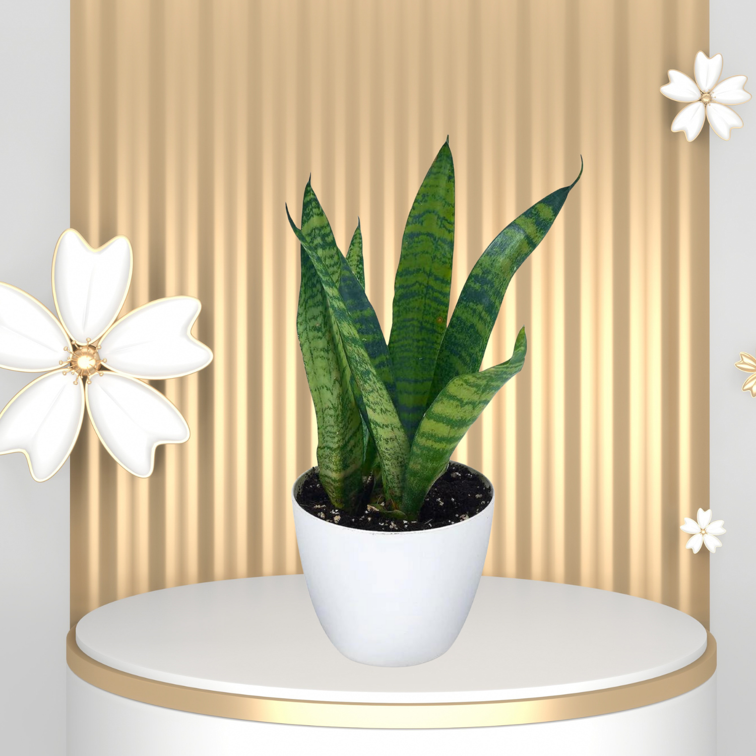 Snake Plant