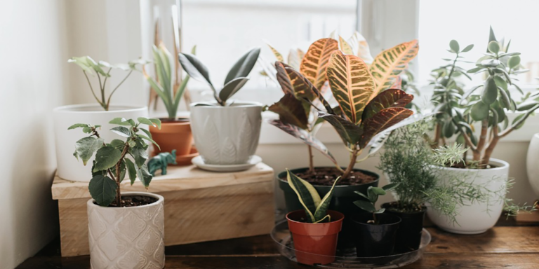 Best Indoor Plants for Air Purification
