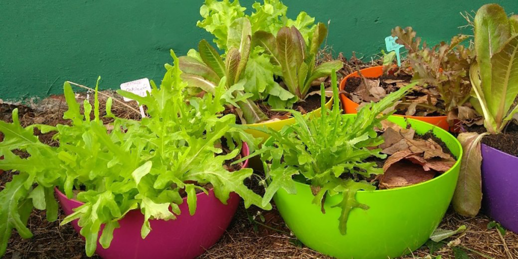 kitchen gardening