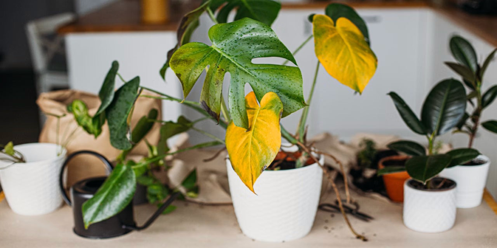 plant care mistake