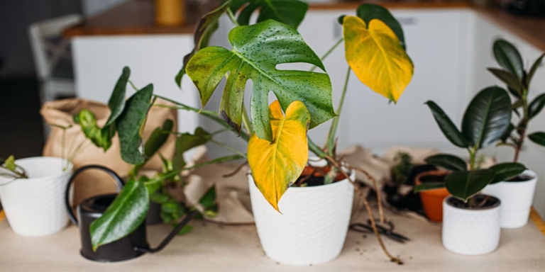 plant care mistake