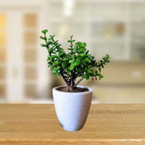 Jade Plant