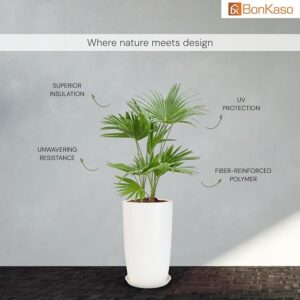 jade plant